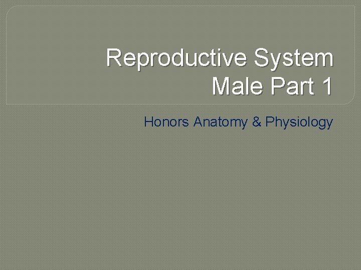 Reproductive System Male Part 1 Honors Anatomy & Physiology 