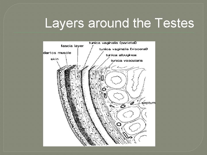 Layers around the Testes 