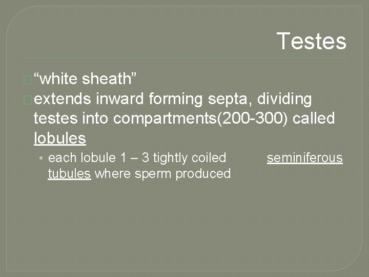Testes �“white sheath” �extends inward forming septa, dividing testes into compartments(200 -300) called lobules