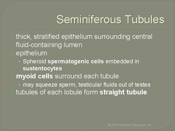 Seminiferous Tubules � thick, stratified epithelium surrounding central fluid-containing lumen � epithelium • Spheroid