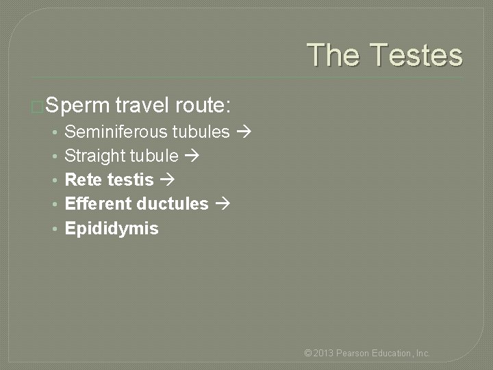 The Testes �Sperm • • • travel route: Seminiferous tubules Straight tubule Rete testis