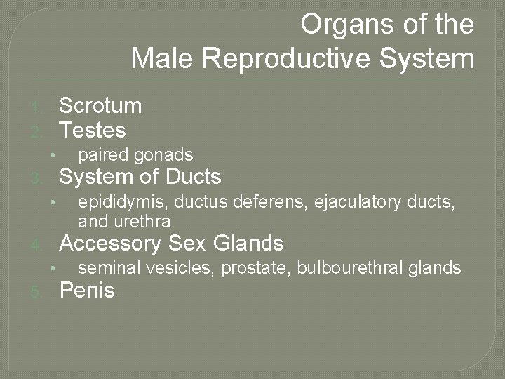 Organs of the Male Reproductive System Scrotum Testes 1. 2. • 3. • System