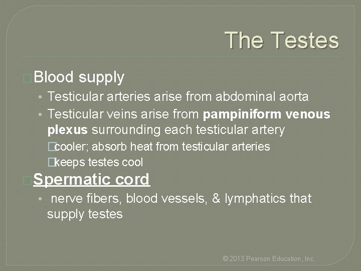 The Testes �Blood supply • Testicular arteries arise from abdominal aorta • Testicular veins