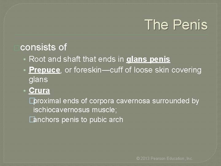 The Penis �consists of • Root and shaft that ends in glans penis •