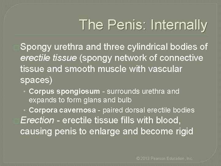 The Penis: Internally � Spongy urethra and three cylindrical bodies of erectile tissue (spongy