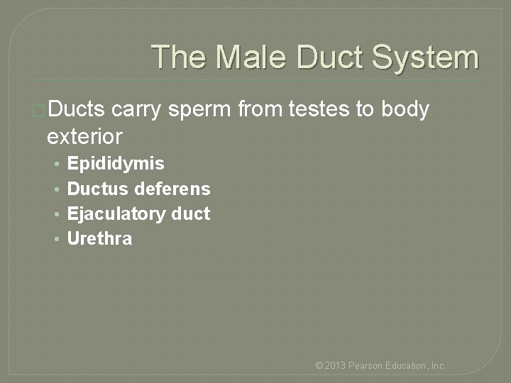 The Male Duct System �Ducts carry sperm from testes to body exterior • •