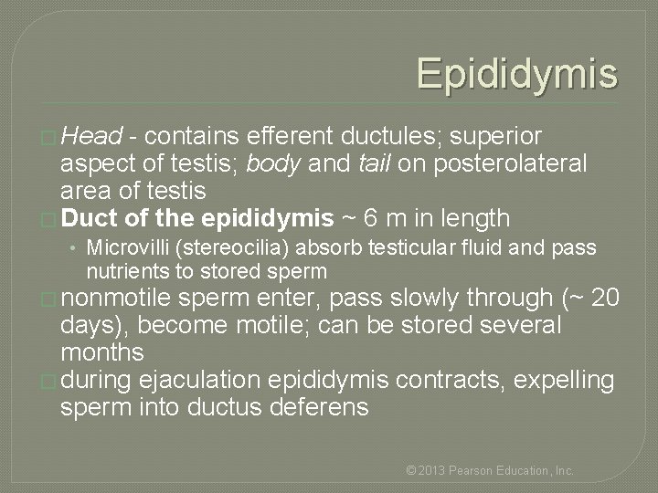 Epididymis � Head - contains efferent ductules; superior aspect of testis; body and tail