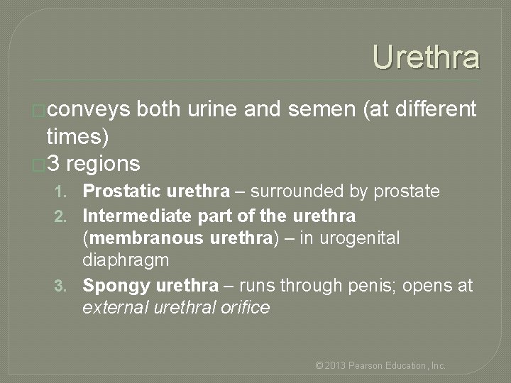 Urethra �conveys both urine and semen (at different times) � 3 regions 1. Prostatic