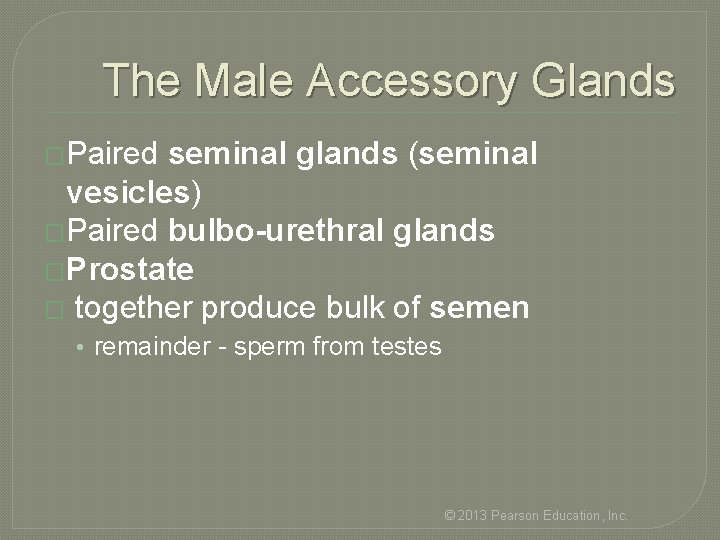 The Male Accessory Glands �Paired seminal glands (seminal vesicles) �Paired bulbo-urethral glands �Prostate �