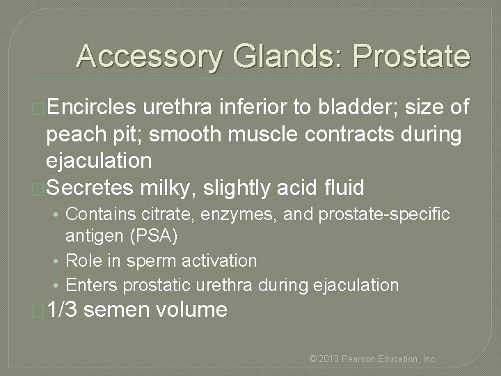 Accessory Glands: Prostate �Encircles urethra inferior to bladder; size of peach pit; smooth muscle