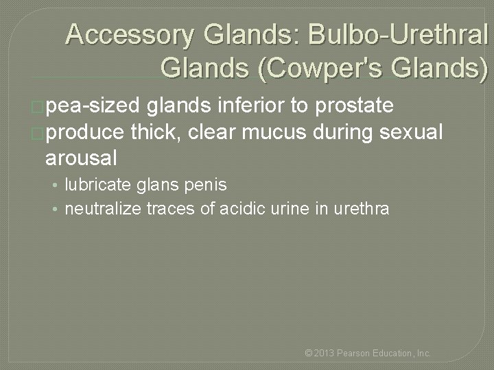 Accessory Glands: Bulbo-Urethral Glands (Cowper's Glands) �pea-sized glands inferior to prostate �produce thick, clear