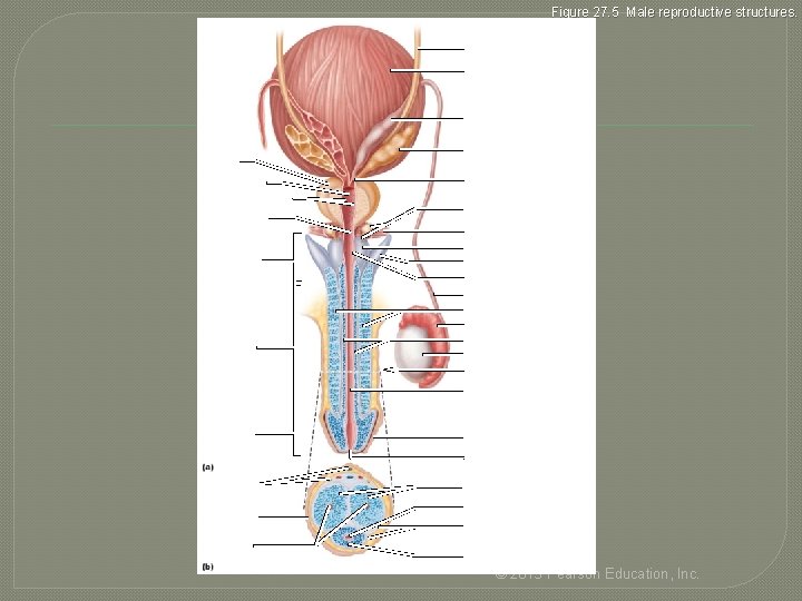 Figure 27. 5 Male reproductive structures. Ureter Urinary bladder Ampulla of ductus deferens Seminal