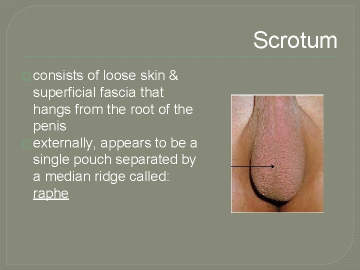 Scrotum � consists of loose skin & superficial fascia that hangs from the root