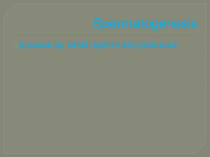 Spermatogenesis �process by which sperm are produced 