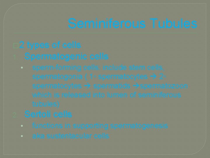 Seminiferous Tubules � 2 types of cells Spermatogenic cells 1. • sperm-forming cells: include