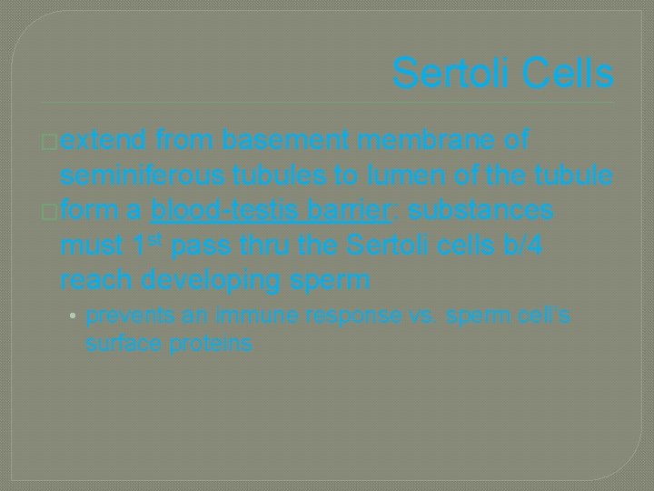 Sertoli Cells �extend from basement membrane of seminiferous tubules to lumen of the tubule