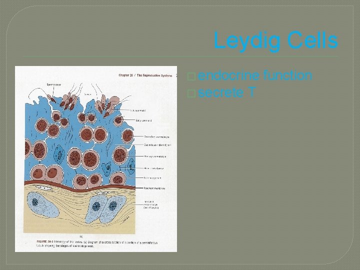 Leydig Cells � endocrine � secrete T function 