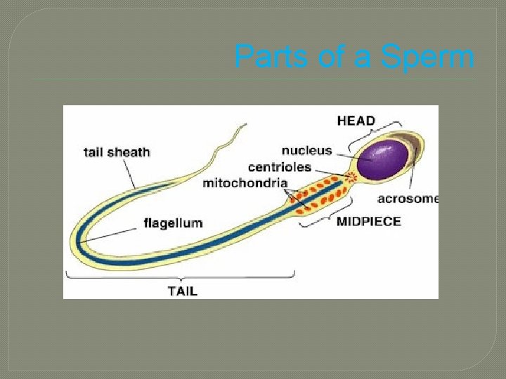 Parts of a Sperm 