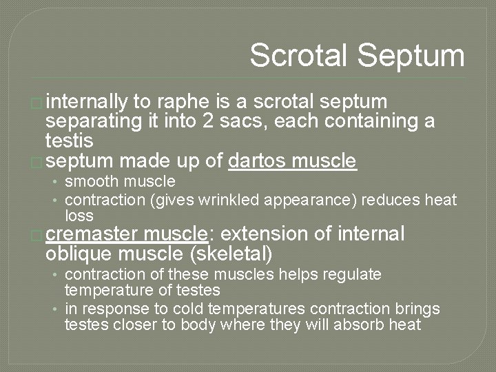 Scrotal Septum � internally to raphe is a scrotal septum separating it into 2