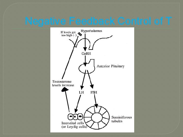 Negative Feedback Control of T 