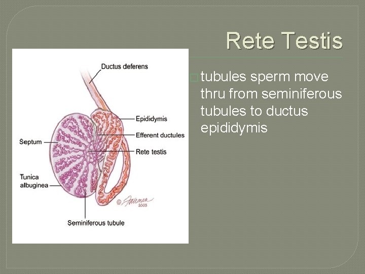 Rete Testis � tubules sperm move thru from seminiferous tubules to ductus epididymis 