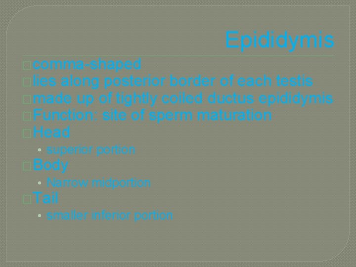 Epididymis �comma-shaped �lies along posterior border of each testis �made up of tightly coiled