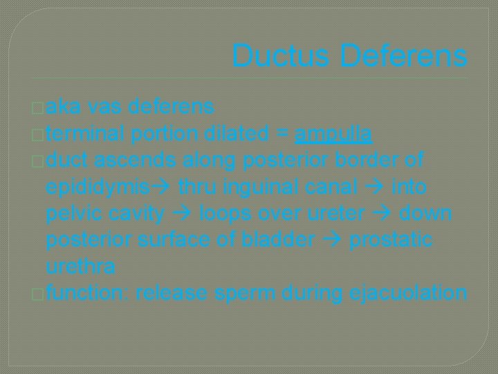 Ductus Deferens �aka vas deferens �terminal portion dilated = ampulla �duct ascends along posterior