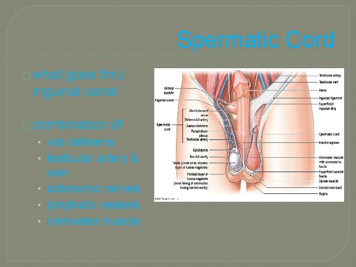 Spermatic Cord � what goes thru inguinal canal � combination of • vas deferens