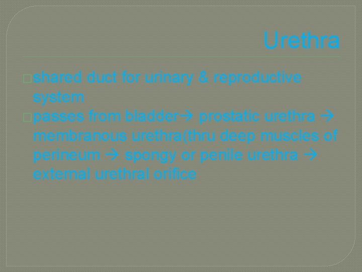 Urethra �shared duct for urinary & reproductive system �passes from bladder prostatic urethra membranous