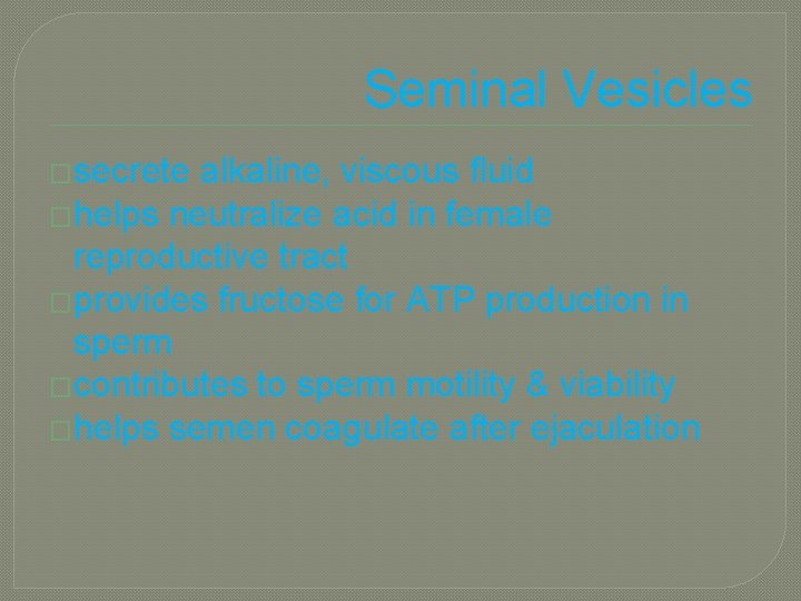 Seminal Vesicles �secrete alkaline, viscous fluid �helps neutralize acid in female reproductive tract �provides