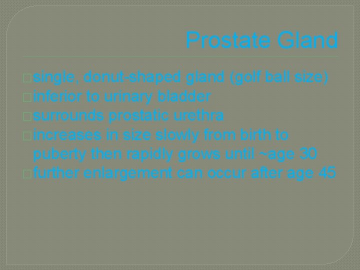 Prostate Gland �single, donut-shaped gland (golf ball size) �inferior to urinary bladder �surrounds prostatic