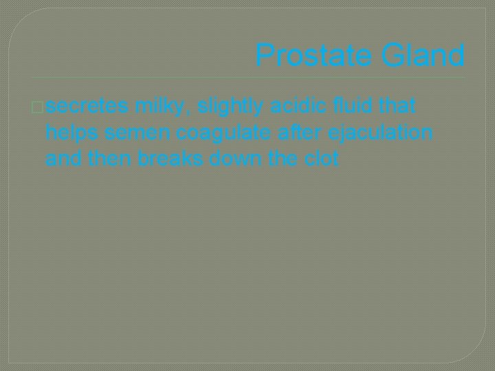 Prostate Gland �secretes milky, slightly acidic fluid that helps semen coagulate after ejaculation and