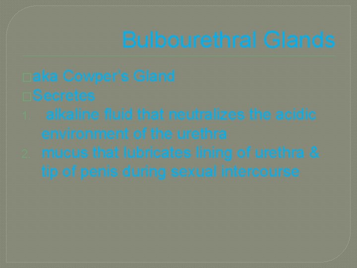 Bulbourethral Glands �aka Cowper’s Gland �Secretes 1. alkaline fluid that neutralizes the acidic environment
