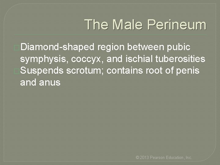 The Male Perineum �Diamond-shaped region between pubic symphysis, coccyx, and ischial tuberosities �Suspends scrotum;