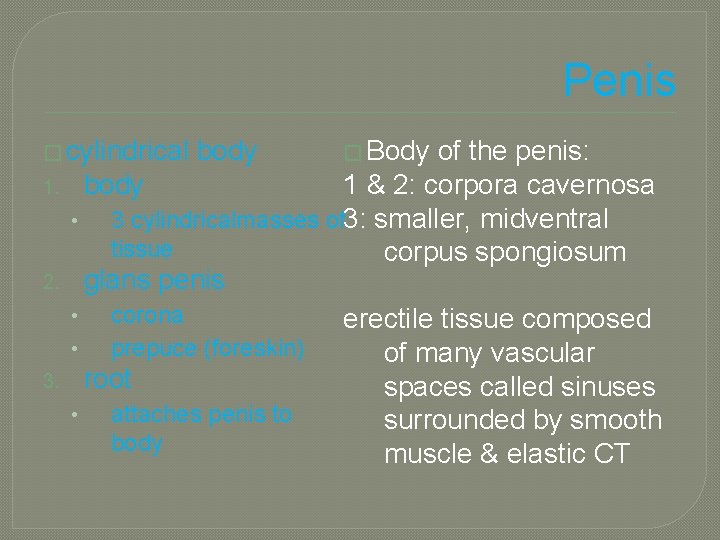 Penis � cylindrical 1. 2. 3. body � Body of the penis: body 1