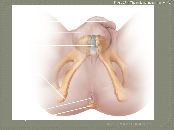 Figure 27. 4 The male perineum, inferior view. Penis Scrotum Pubic symphysis Ischial tuberosity