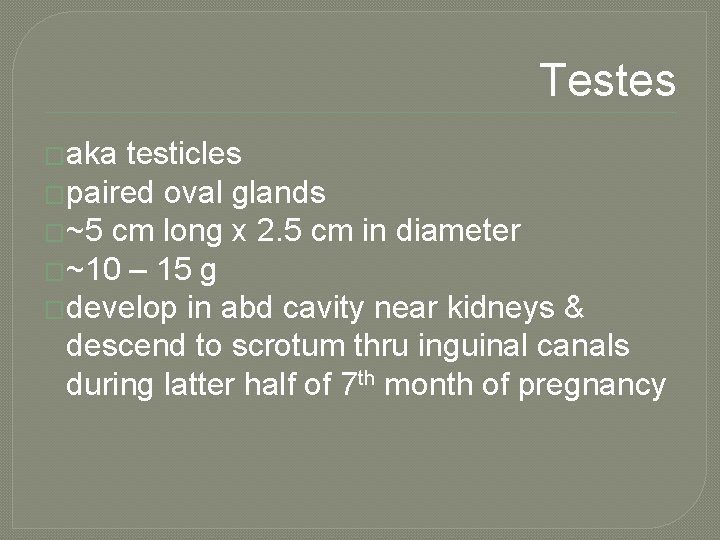 Testes �aka testicles �paired oval glands �~5 cm long x 2. 5 cm in