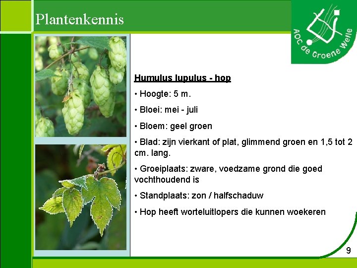 Plantenkennis Humulus lupulus - hop • Hoogte: 5 m. • Bloei: mei - juli