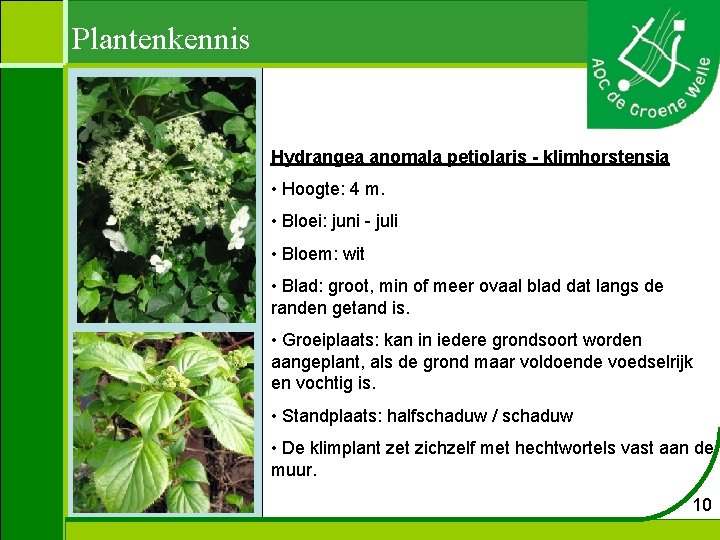 Plantenkennis Hydrangea anomala petiolaris - klimhorstensia • Hoogte: 4 m. • Bloei: juni -