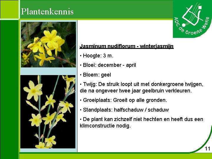 Plantenkennis Jasminum nudiflorum - winterjasmijn • Hoogte: 3 m. • Bloei: december - april