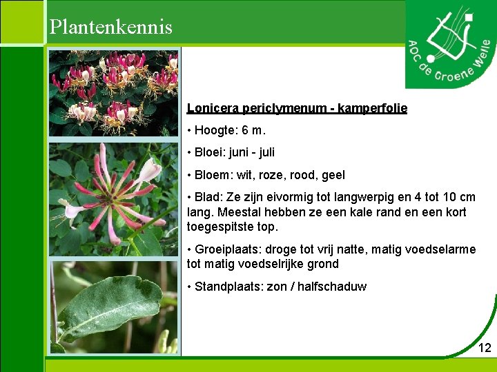 Plantenkennis Lonicera periclymenum - kamperfolie • Hoogte: 6 m. • Bloei: juni - juli