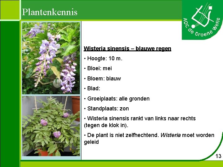 Plantenkennis Wisteria sinensis – blauwe regen • Hoogte: 10 m. • Bloei: mei •