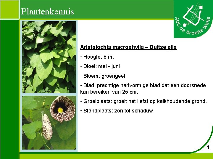 Plantenkennis Aristolochia macrophylla – Duitse pijp • Hoogte: 8 m. • Bloei: mei -