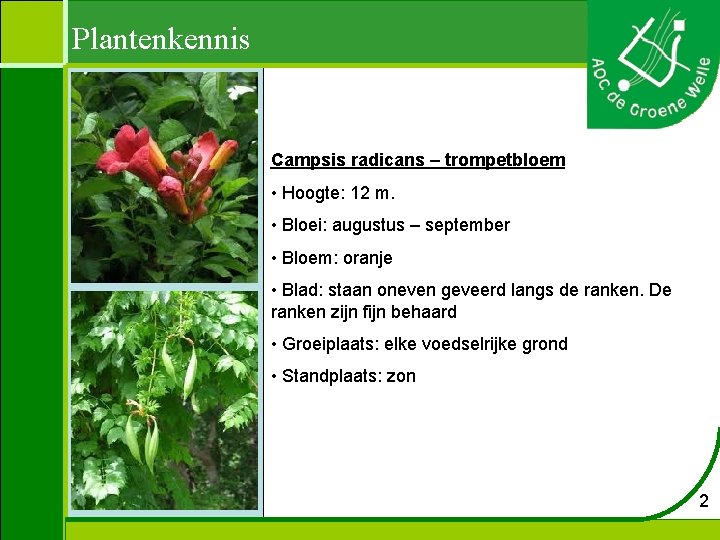 Plantenkennis Campsis radicans – trompetbloem • Hoogte: 12 m. • Bloei: augustus – september