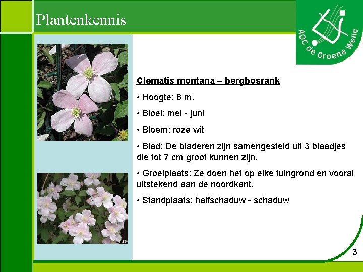 Plantenkennis Clematis montana – bergbosrank • Hoogte: 8 m. • Bloei: mei - juni