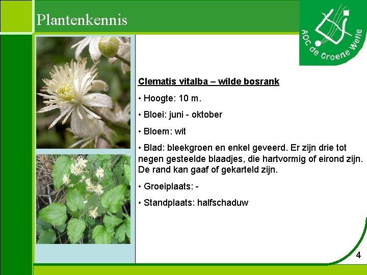 Plantenkennis Clematis vitalba – wilde bosrank • Hoogte: 10 m. • Bloei: juni -