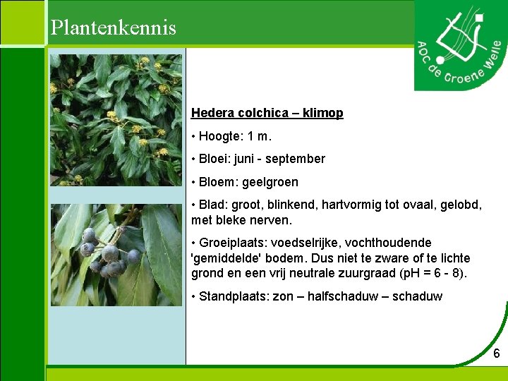 Plantenkennis Hedera colchica – klimop • Hoogte: 1 m. • Bloei: juni - september