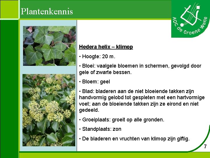 Plantenkennis Hedera helix – klimop • Hoogte: 20 m. • Bloei: vaalgele bloemen in