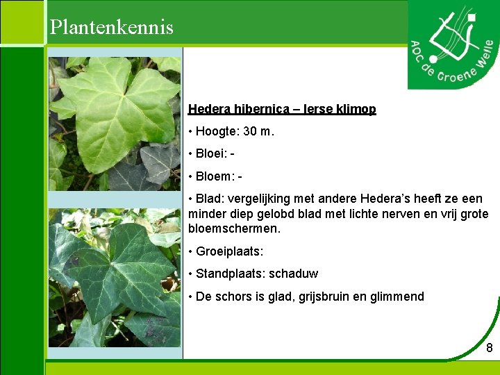 Plantenkennis Hedera hibernica – Ierse klimop • Hoogte: 30 m. • Bloei: • Bloem: