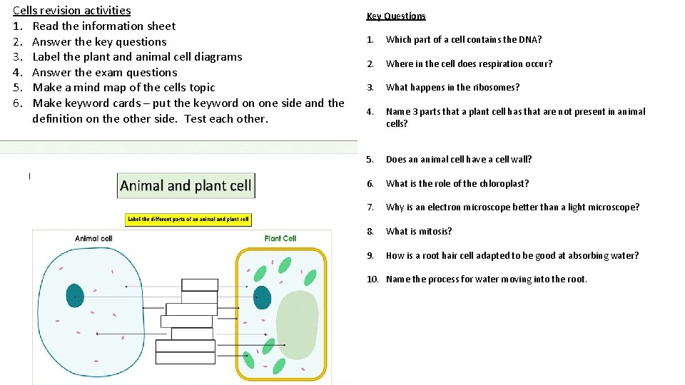 Cells revision activities 1. Read the information sheet 2. Answer the key questions 3.